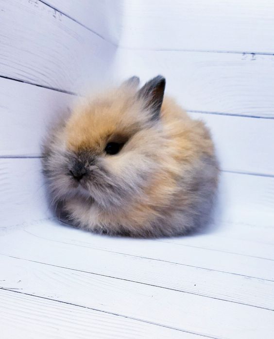 Карликовые миниатюрные декорат.торчеухие и вислоухие мини кролики