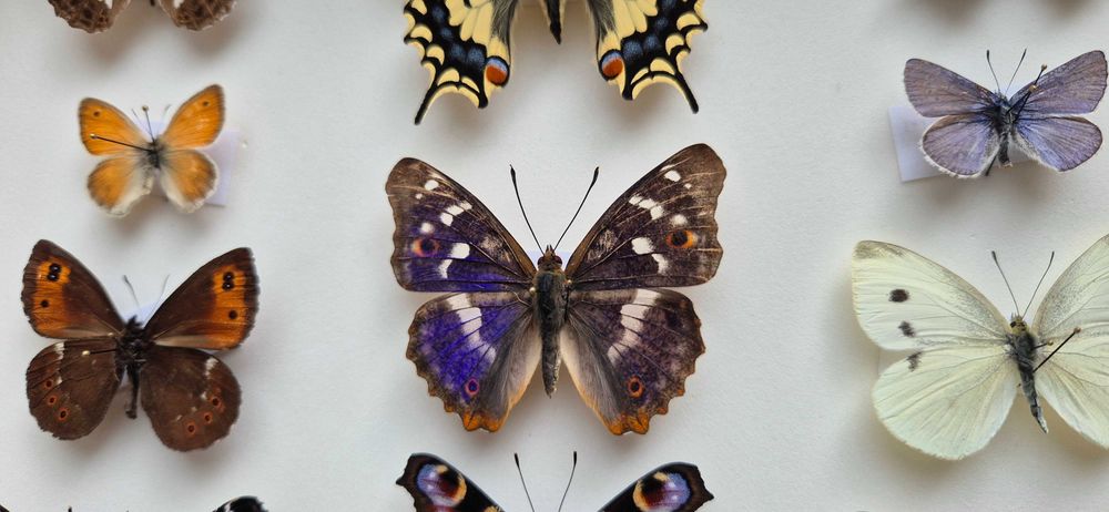 Gablotka motyle ćmy krajowe Papilio machaon i inne na ścianę
