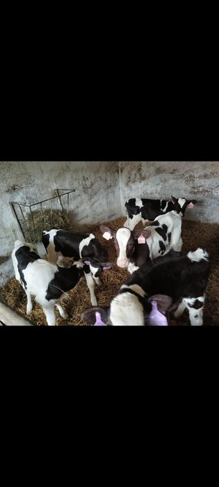 Cielęta mięsne i czarno białe