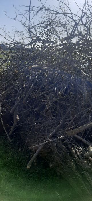 Oddam gałęzie z obcinki