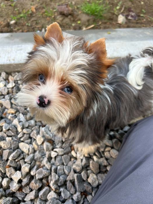 Samczyk blueberry Yorkshire terrier  biewer york paszport