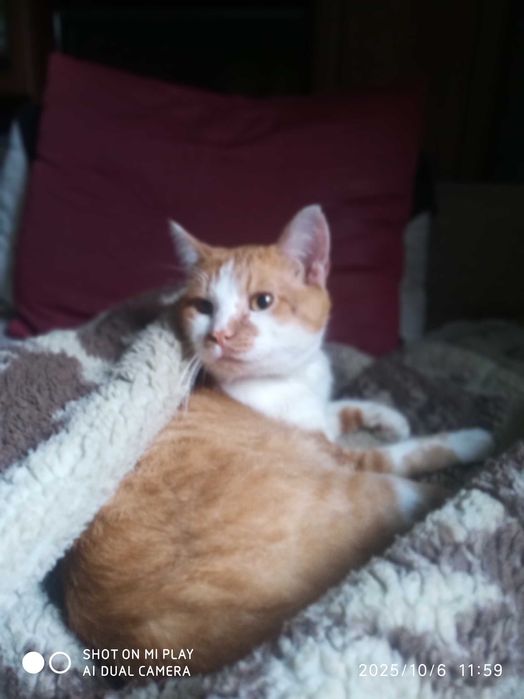 Загубився кіт. Рудий з білим. Рідківці