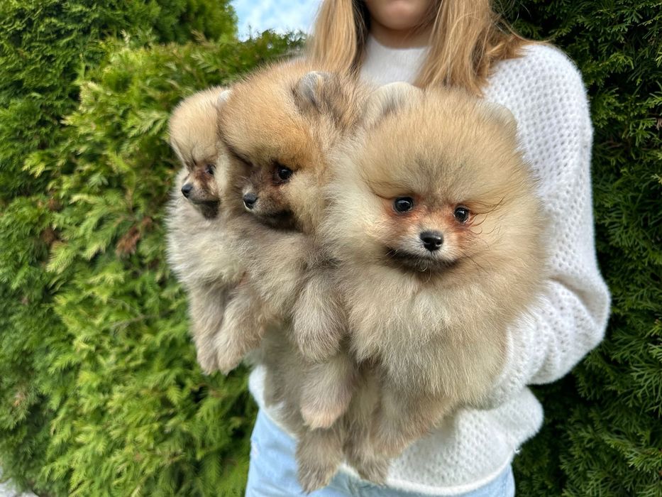 Szpic miniaturowy pomeranian FCI Kraków Bronowice •