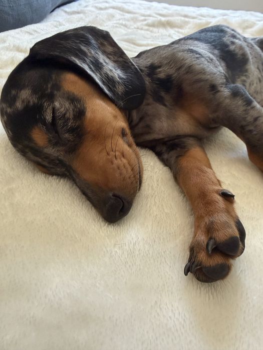 Dachshund Teckel
