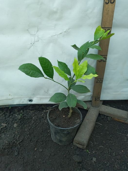 Лимони різні сорти