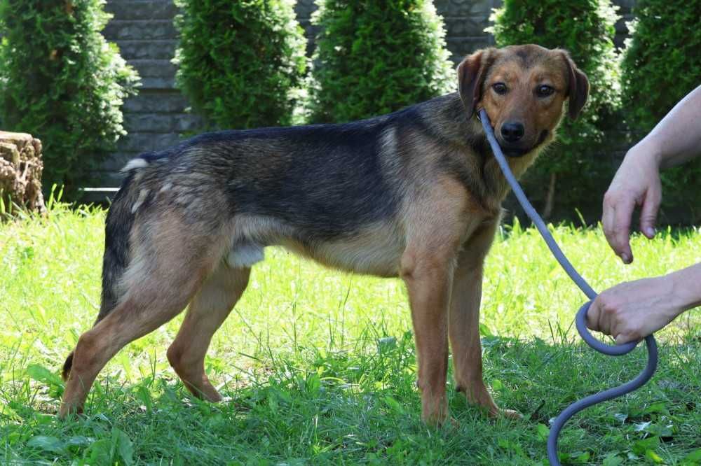 095477 Fredi do adopcji