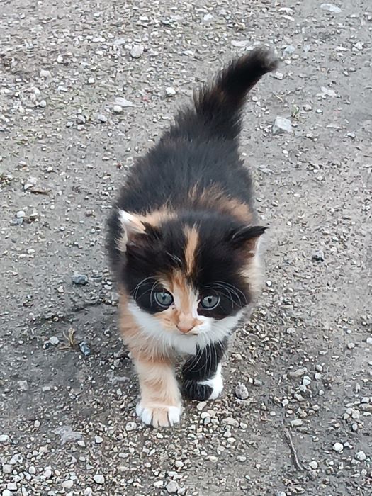 Кицюня кошенятко