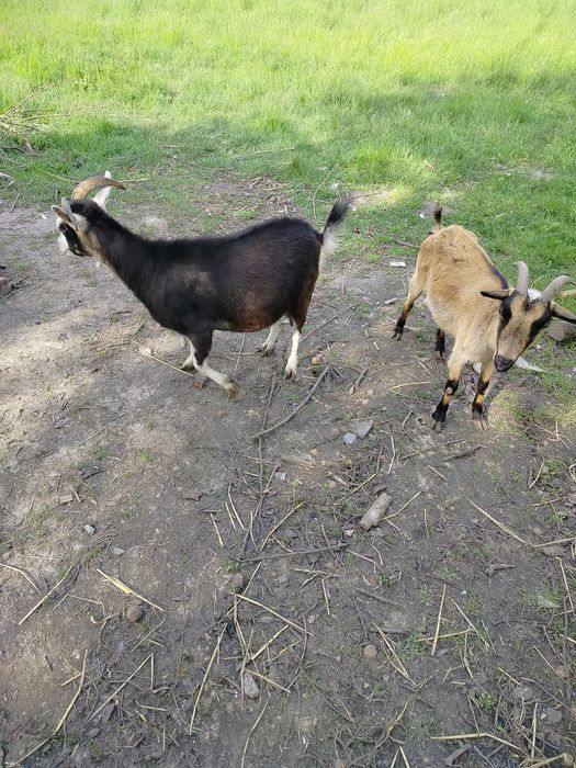 Африканські кози, карликові