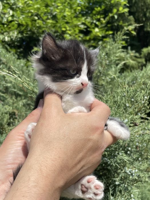 Кошенята віком 2 місяці
