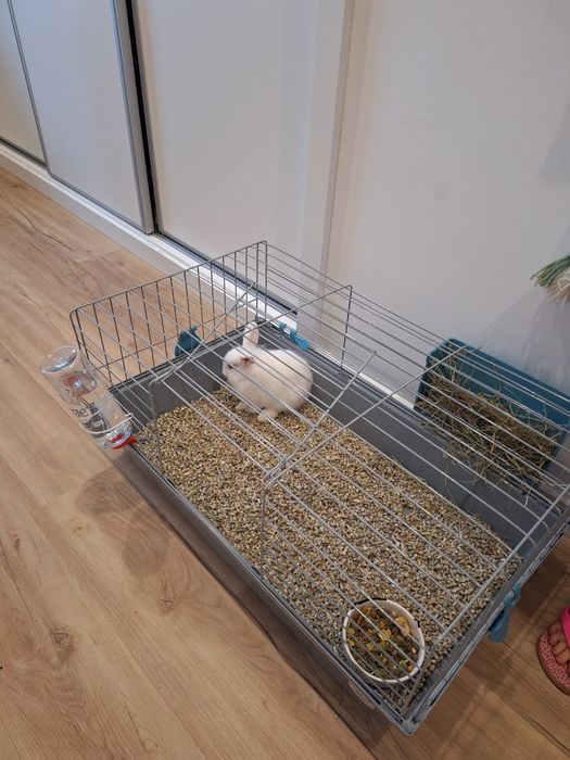 DOU Coelhinho Anão bebé para adopção  responsável