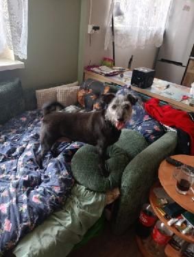 Oddam psa w dobre ręce