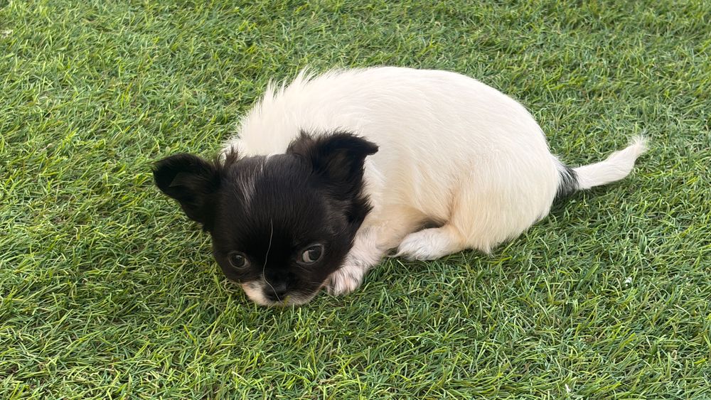 Chihuahua  macho