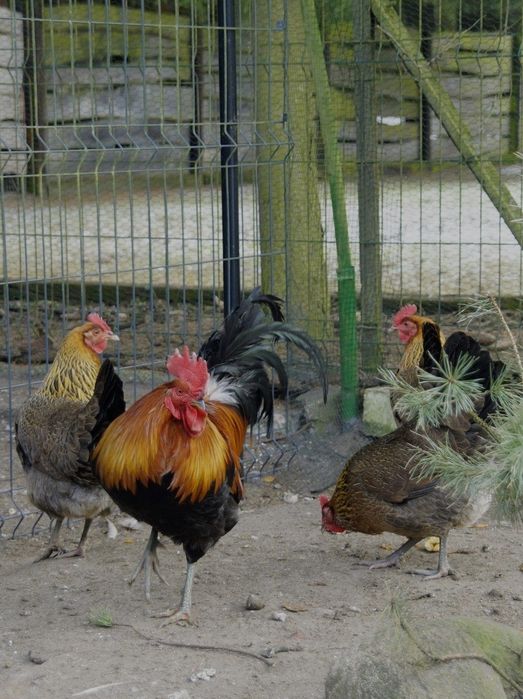 Jaja lęgowe od zielononózki Kuropatwianej