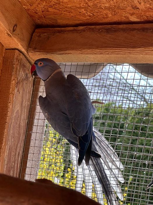 Aleksandretta  aleksandretty i inne