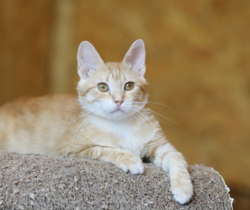 Бибер 1 год крутой ласковый котоперень, котенок, котик