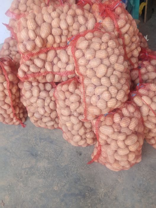 Gryka, płaskurka, owies, gorczyca , ziemniaki, nostrzyk, EKO, BIO