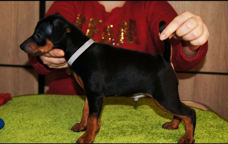 Щенки Цвергпинчера с Родословной КСУ