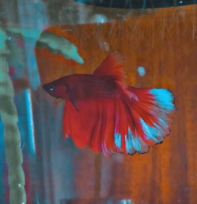 Vendo betta macho