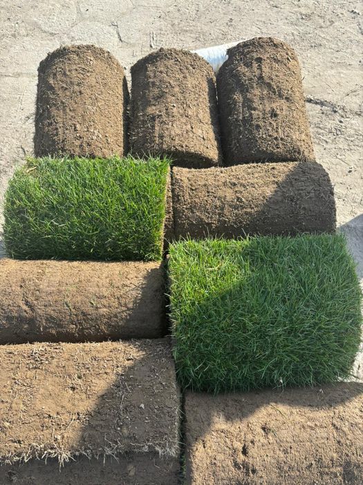 Trawa z rolki - Gęsta, trwała i gotowa do ułożenia