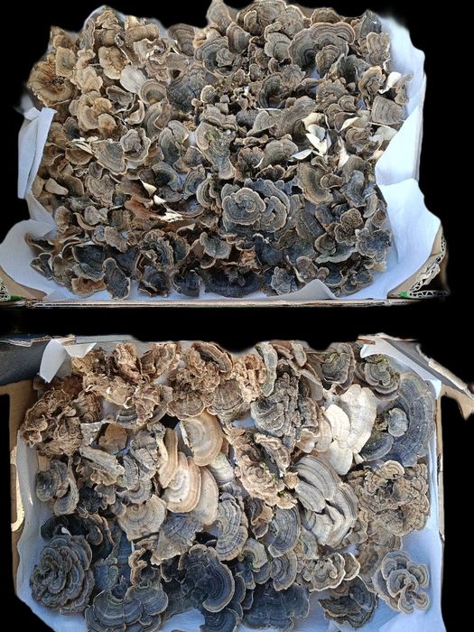 Wrośniak różnobarwny suszony - 170 gram i..