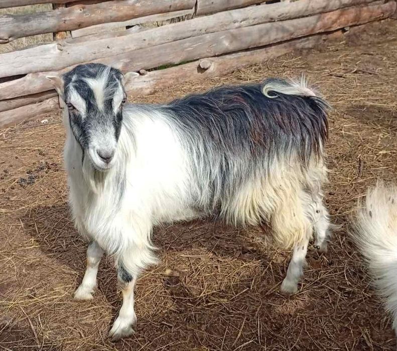 Козлик  Ламанча 1 рік і 2 місяці. Кози.