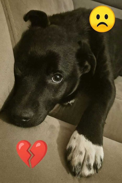 Szczeniak Ptysiek do adopcji