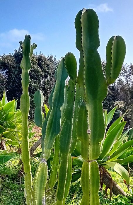 Cacto Verde em vaso para Jardim
