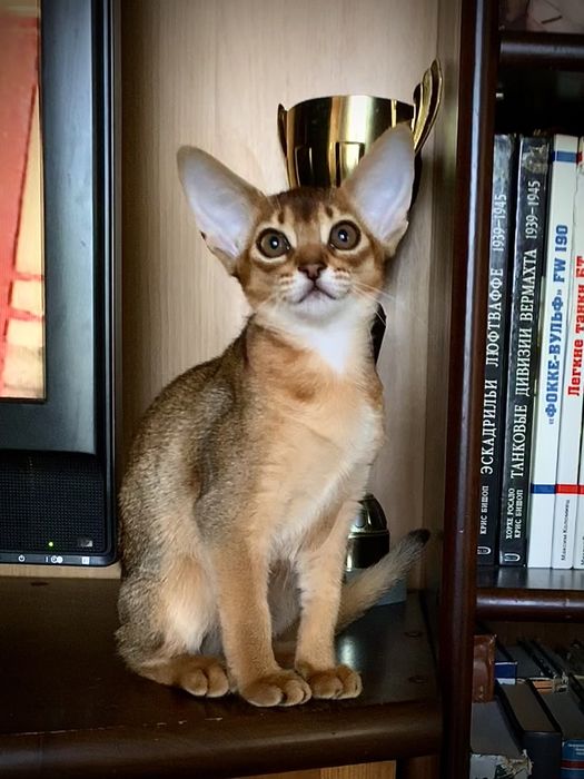 Аби девочка RISET