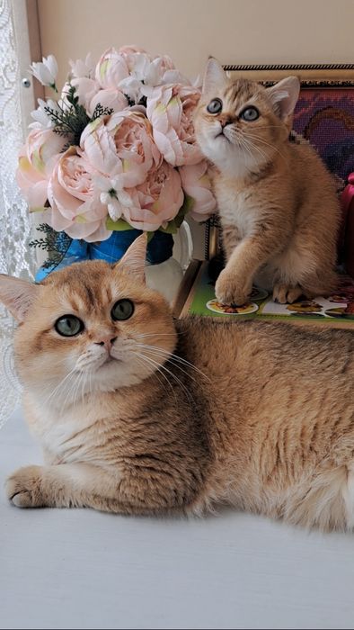 Шикарне кошеня золота шиншила, британське кошенятко