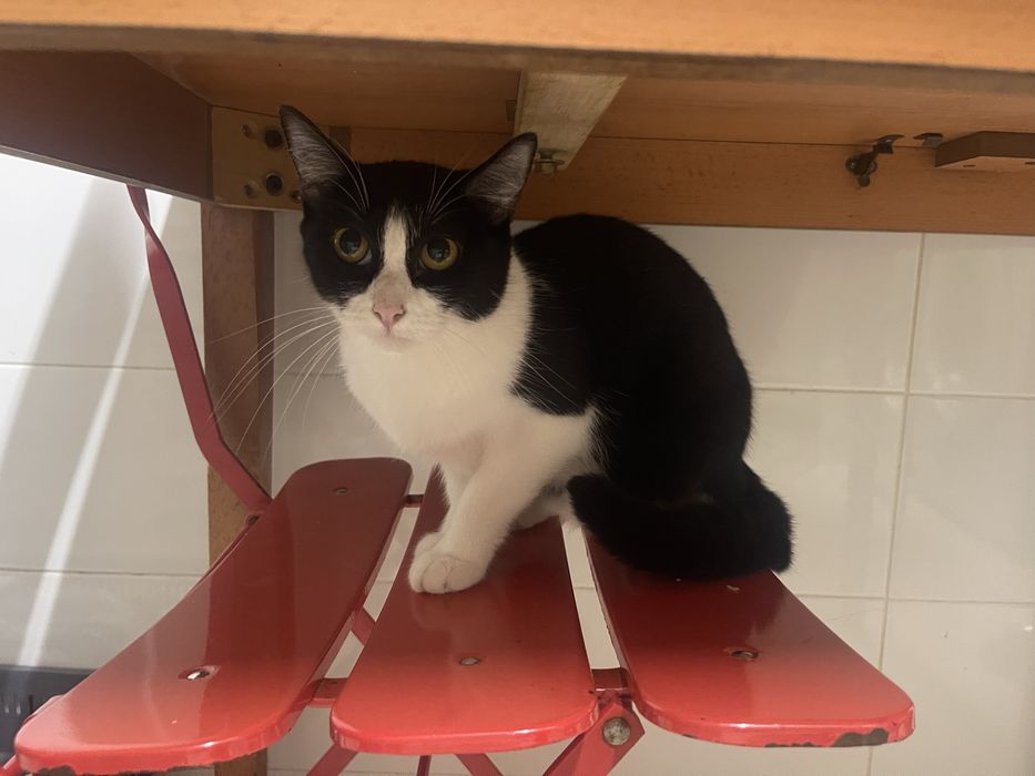 Gatas para adoção urgente