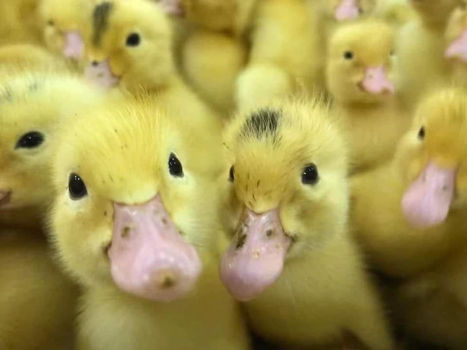 Птиця добова та підрощена