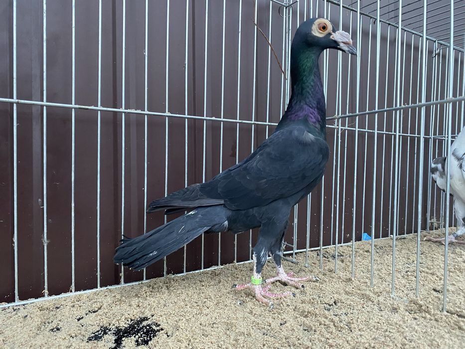 Młody samiec Karier