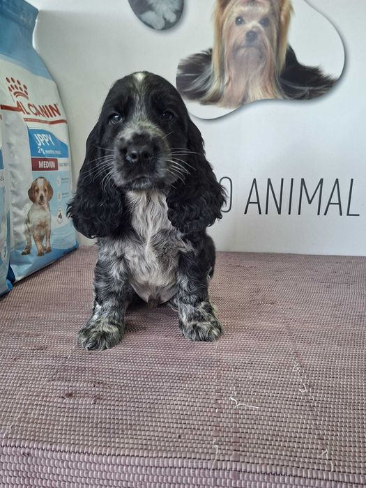 Cachorro Cocker Spaniel Inglês TOP