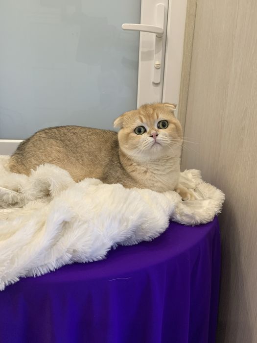 Шикарні 2 хлопчики золота шиншила!