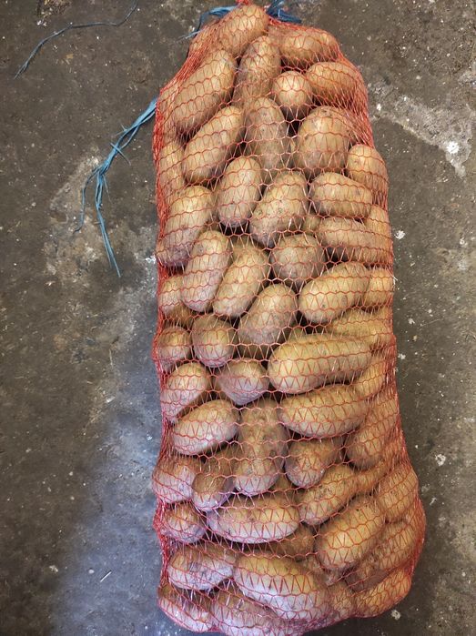 Картошка домашня