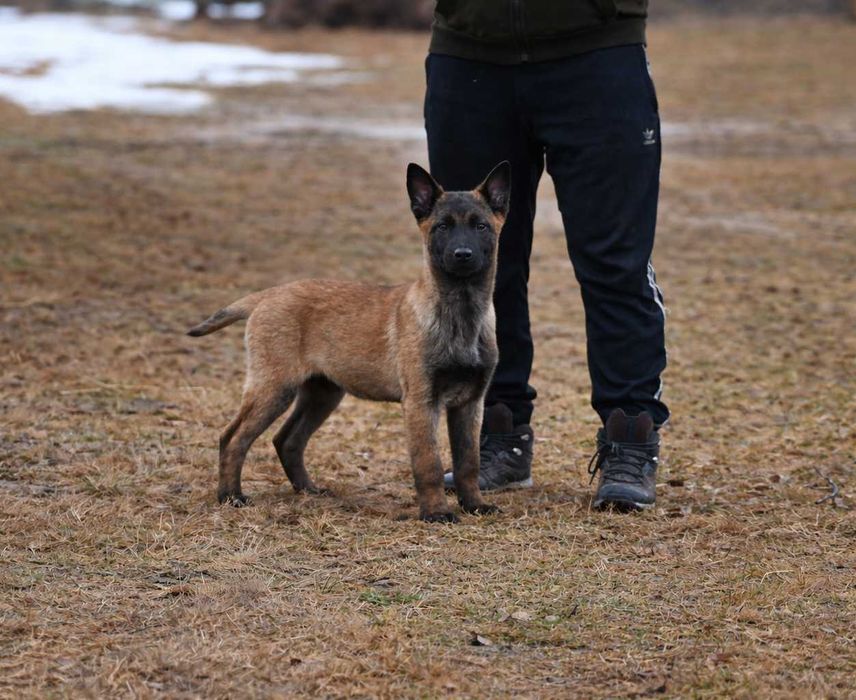 Owczarek belgijski malinois – piesek z rodowodem