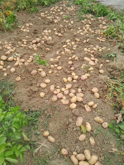 Batata Olho perdiz