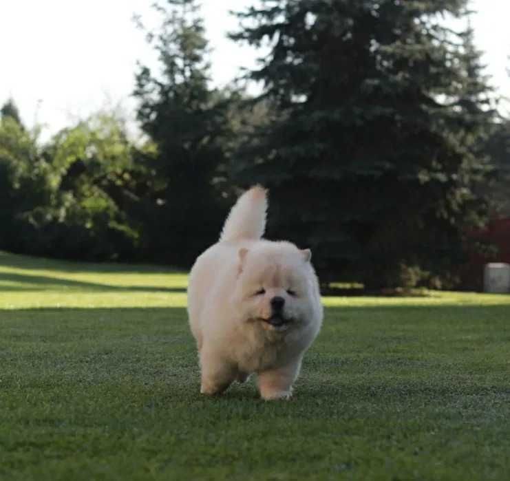 Chow Chow Creme Top