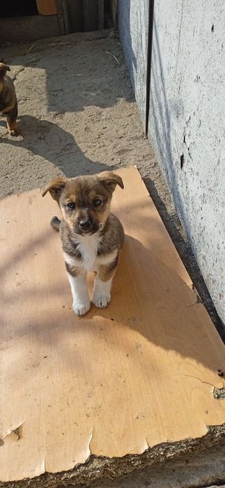 Собачка малої породи