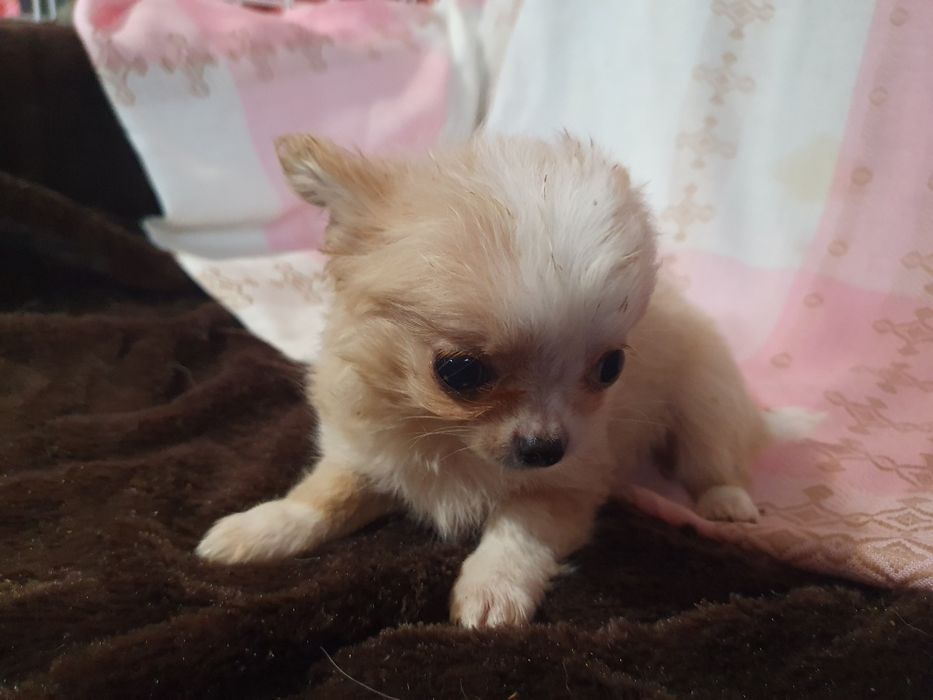 Кревовый мальчишка чишка