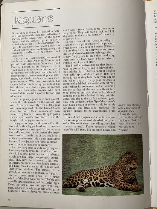 Книга про хижаків на англ. мові