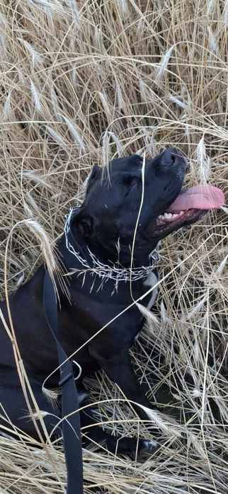 Szczeniaki do oddania