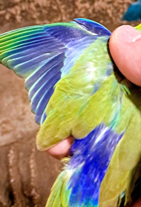 Forpus novos e periquitos