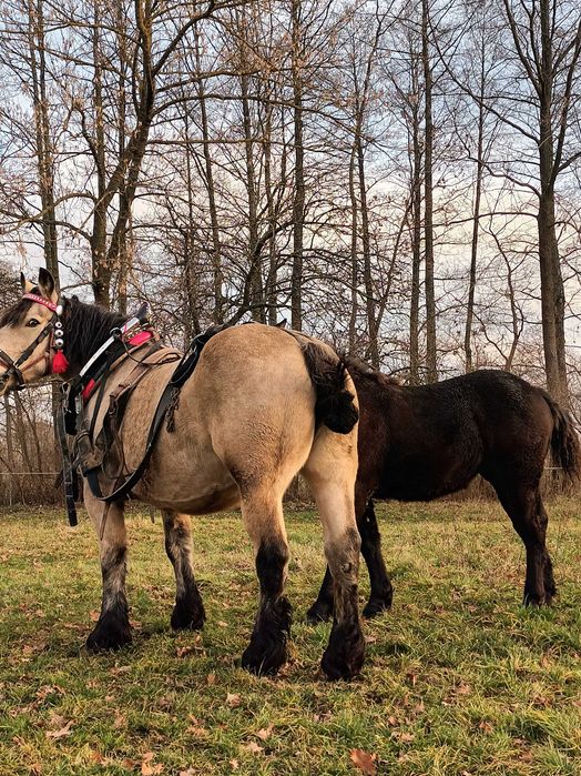 Klacz ze źrebicą
