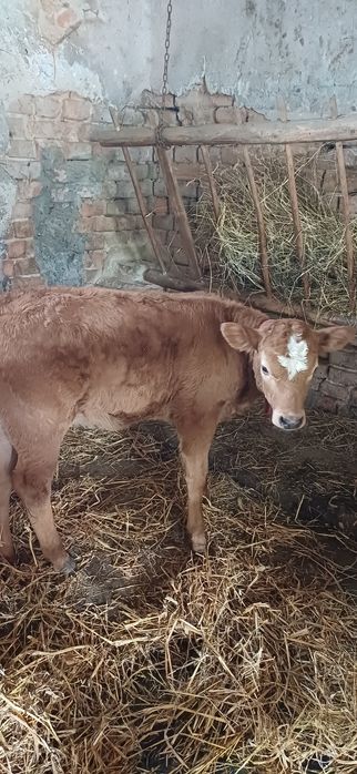 Cielisia polska czerwona
