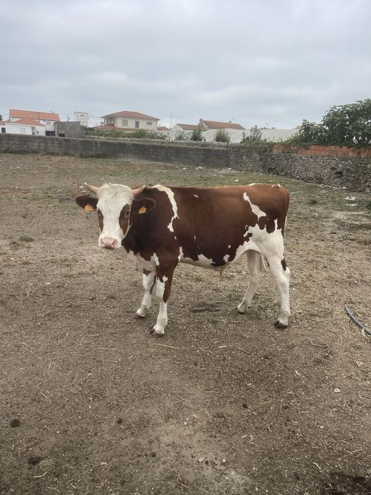 Vendo 4 vitelões cruzados