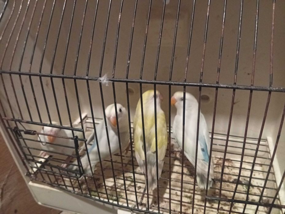 Agapórnis caturras bengalins kakariquis e red rumped