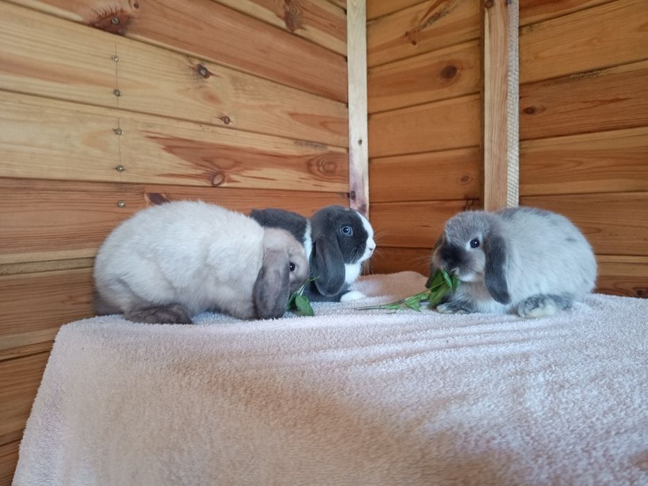 Króliki miniaturki mini loop mini lop