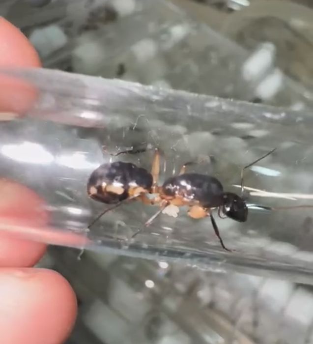 Camponotus maculatus Afryka z robotnicami