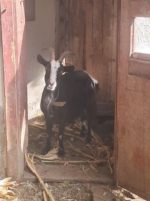 Продам двох цапів і трьох кіз.